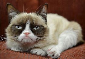 Image result for Grumpy Cat Species