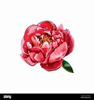 Image result for Peony Vector