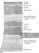 Image result for Soil Layers Drawing