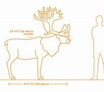 Image result for Caribou Reindeer Size Chart