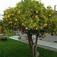 Image result for 6 FT Lemon Tree