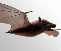 Image result for Megabat