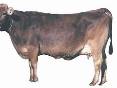 Image result for Brow Swiss Cow