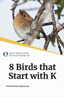 Image result for Birds That Start with K