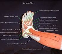 Image result for Foot Anatomy Forefoot