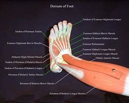 Image result for Dorsum Foot Anatomy