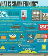 Image result for Shark Finning