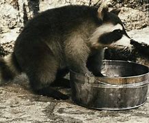 Image result for Wild Raccoon