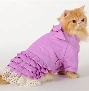 Image result for Cat Clothes