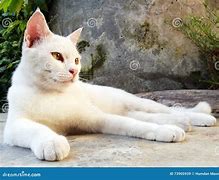 Image result for Cute White Cat Laying Down