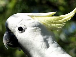 Image result for Sulphur Crested Cockatoo for Rehoming