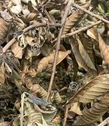 Image result for Guava Twigs