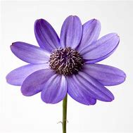 Image result for Purple Flower Clip Art No Background