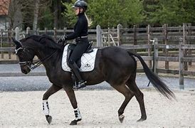 Image result for Equestrian Use of Roadways