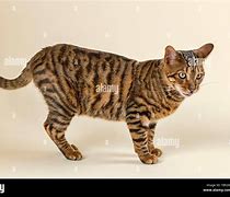 Image result for Mackerel vs Classic Tabby