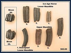 Image result for Ice Age Bison