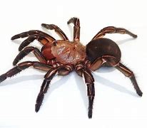 Image result for Pale Trapdoor Spider