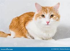 Image result for Ginger Cat with Amber Eyes