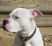 Image result for Scott American Bulldog Puppies