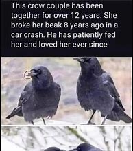 Image result for Crow Meme PFP