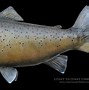 Image result for Trout Mounts