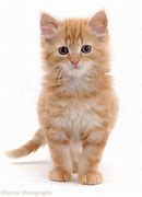 Image result for Fluffy Ginger Cat