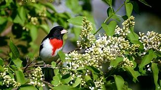 Image result for Grosbeak Bird Habitat