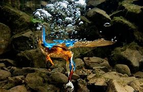 Image result for Nat Geo Wild Wallpaper