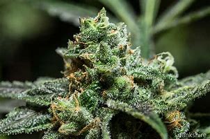 Image result for OG Kush CBD