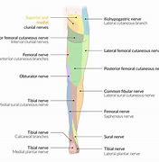 Image result for Posterior Cutaneous Nerve of Thigh