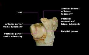 Image result for Ox Humerus