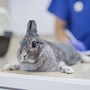 Image result for Pet Bunny Rabbit