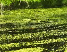 Image result for Duckweed for Chickens