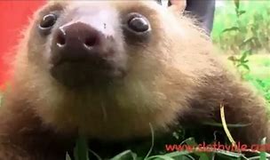 Image result for Baby Sloth Screaming