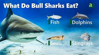 Image result for Bull Shark Eating