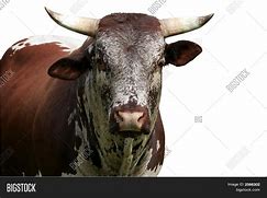 Image result for Nguni Bull Pictures