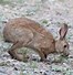 Image result for brown hare baby