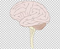 Image result for Brain Tumor Clip Art