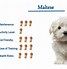 Image result for A Maltese Dog