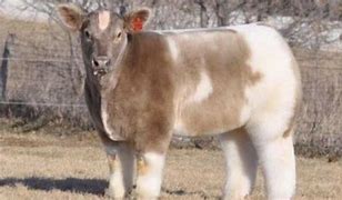 Image result for Shampoo Cow