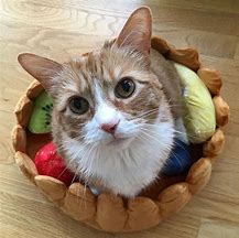 Image result for Bread Cat Bed