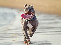 Image result for Dog Run