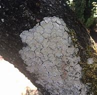 Image result for White Pupae On Tree Branches