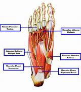 Image result for Bottom of Foot Muscles