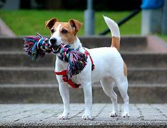 Image result for Short Hair Terrier