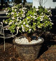 Image result for Jade Plant in Flower Pot