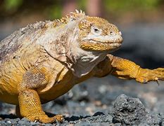 Image result for Galapagos Land Iguana