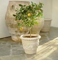 Image result for Mini Lemon Tree Indoor