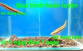 Image result for Cá Lóc Bằng Đồng