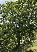 Image result for PNW Trees